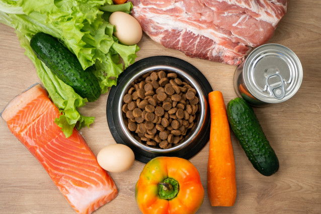 Différents aliments : viande, saumon, croquettes, pâtée, oeuf et légumes