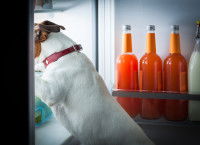 Un chien vole dans le frigo pendant la nuit