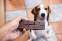 Un homme donne une tablette de chocolat à son chien