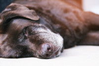 Un chien marron malade couché sur le sol