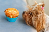 Un Yorkshire tente d'attraper un muffin posé sur la table