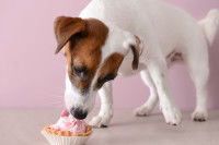 Un Jack Russel mange un petit gâteau à la crème