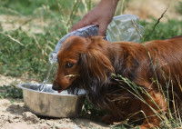 Un homme verse de l'eau dans la gamelle d'un Teckel assoiffé