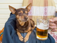 Un homme montre une chope de bière à un Chihuahua