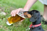 Un Teckel boit de la bière pour chien dans une chope
