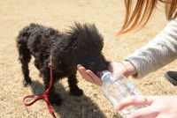 Une femme donne à boire à son Caniche Toy