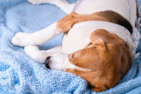 Un chien couché sur une couverture avec un mal de ventre