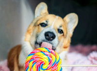 Un chien de type Corgi lèche une sucette multicolore