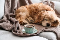 Un chien dort à côté d'une tasse de café