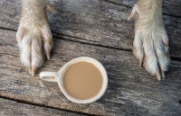 Une tasse de café et deux pattes de chien