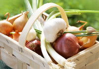 Un panier contenant des oignons, de l'ail, des poireaux et de la ciboulette