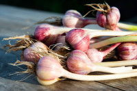 Des gousses d'ail posées sur une table