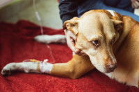 Un chien malade avec une perfusion