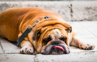 Un chien Bouledogue écroulé sur le sol