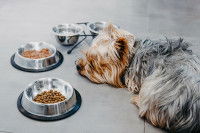 Un Yorkshire malade refuse de manger ses croquettes