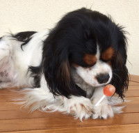 Un petit chien lèche une sucette