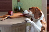 Un Beagle vole des tranches de saucisson sur la table
