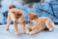 Deux chiots Shiba Inu