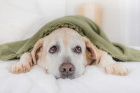 Les symptômes d'intoxication à l'oignon chez le chien