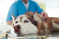 Un vétérinaire s'occupe d'un chien Husky malade