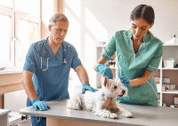 Une femme vétérinaire s'occupe d'un petit chien malade