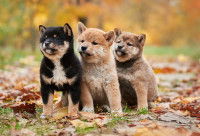 Trois chiots Shiba Inu dans un parc à l'automne