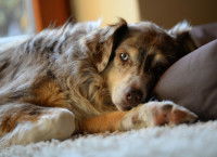 Un beau chien merle malade est allongé sur un lit