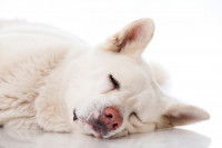 Un Berger Blanc Cuisse malade est allongé sur le sol