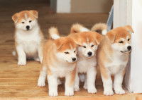 Une portée de chiots Akita Inu dans un salon