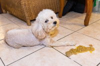 Un Caniche a vomi son repas sur le sol
