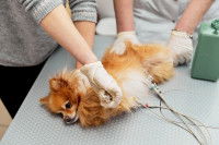 Un vétérinaire s'occupe d'un petit Pomeranian malade