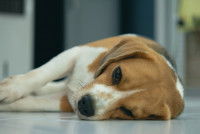 Un chien Beagle malade est couché sur le sol