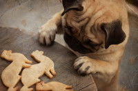 Un chien Carlin tente de voler des cookies posés sur la table