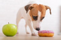Un chiot Jack Russell renifle un gâteau sucré et une pomme