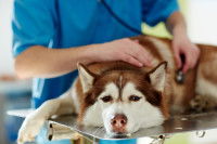Un vétérinaire ausculte un Husky malade