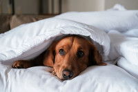 Un chien malade est couché sous une couverture