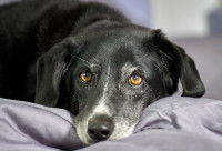 Un chien fatigué et malade sur un lit