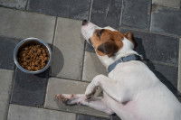 Un Jack Russell malade couch&eacute; &agrave; c&ocirc;t&eacute; de sa gamelle