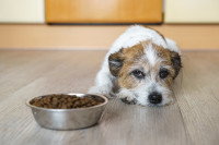 Un petit chien malade refuse de manger ses croquettes
