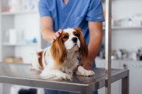 Un vétérinaire s'occupe d'un Cavalier King Charles malade