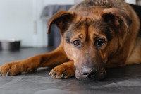 Un chien malade couché sur le sol du salon