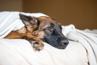 Un gros chien malade couché sur un lit
