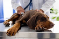 Un vétérinaire essaye de soigner un jeune chien malade