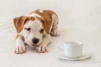 Un chiot American Staffordshire Terrier à côté d'une tasse de thé