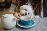 Un petit chien lèche une tasse de thé sur les genoux d'une femme