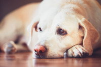 Un vieux chien malade allongé sur le sol avec un regard triste