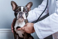 Un vétérinaire ausculte un petit Bouledogue Français malade