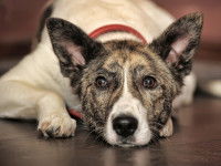 Un vieux chien couché sur le plancher