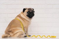 Un Carlin en surpoids avec un mètre jaune autour du corps