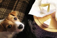 Un petit chien à côté de morceaux de fromage
